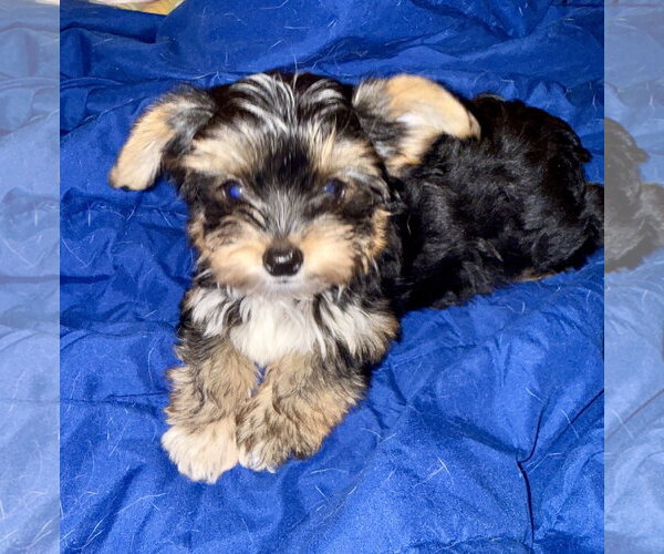 Medium Photo #2 Mutt Puppy For Sale in Boca Raton, FL, USA