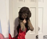 Puppy Vinnie Bernedoodle-Labradoodle Mix