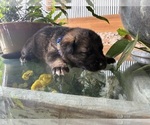 Small #13 German Shepherd Dog