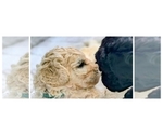 Small #2 Poodle (Standard)