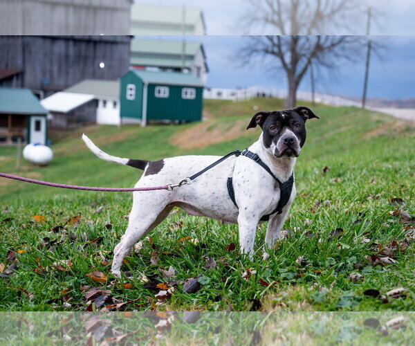 Medium Photo #1 Mutt Puppy For Sale in Sistersville, WV, USA