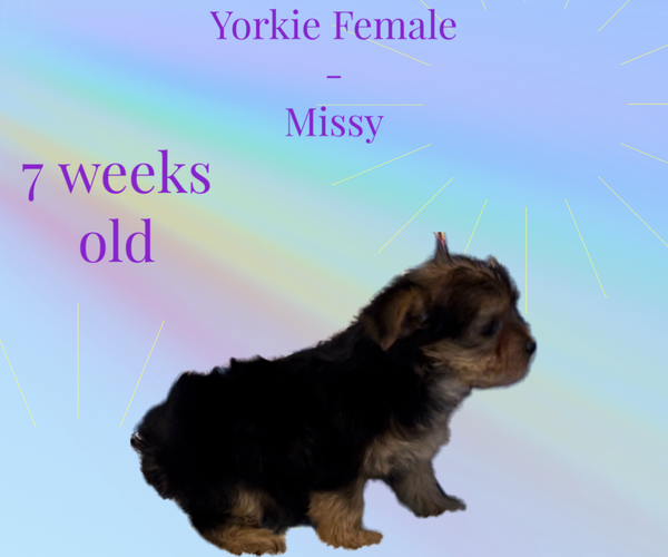 Medium Photo #1 Yorkshire Terrier Puppy For Sale in AZLE, TX, USA