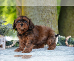 Small #2 Poodle (Miniature)-ShihPoo Mix