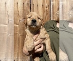 Small Photo #13 Goldendoodle Puppy For Sale in MODESTO, CA, USA