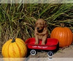 Small #6 Golden Retriever