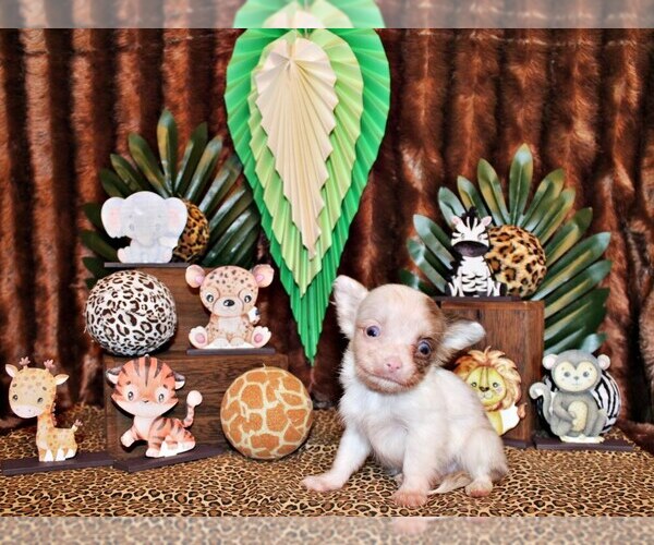 Medium Photo #1 Chihuahua Puppy For Sale in CHARLESTON, AR, USA