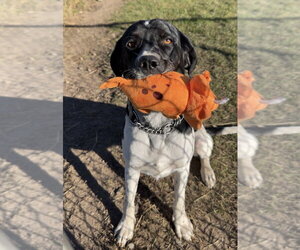 Mutt Dogs for adoption in Bemidji, MN, USA