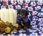 Small Photo #2 YorkiePoo Puppy For Sale in KIRKWOOD, PA, USA