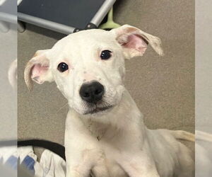 Mutt Dogs for adoption in Sterling, MA, USA