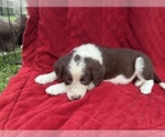 Small Photo #61 Borador Puppy For Sale in MARION, VA, USA