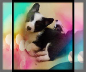 Australian Shepherd-Pembroke Welsh Corgi Mix Puppy for sale in GALLEGOS, NM, USA