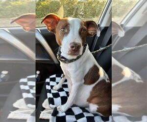 Jack Russell Terrier-Unknown Mix Dogs for adoption in Germantown, OH, USA