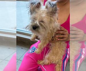 Mutt Dogs for adoption in San Antonio, TX, USA