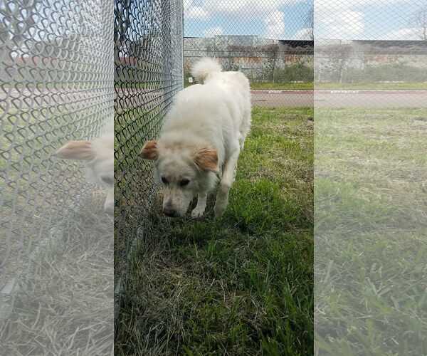 Medium Photo #9 Great Pyrenees-Unknown Mix Puppy For Sale in Houston, TX, USA