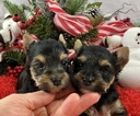 Small Photo #2 Yorkshire Terrier Puppy For Sale in ADAMSVILLE, TN, USA
