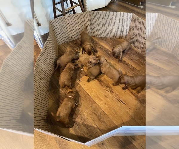 Medium Photo #11 Goldendoodle Puppy For Sale in WOODSTOCK, CT, USA