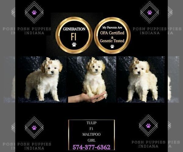 Medium Photo #2 Maltipoo Puppy For Sale in WARSAW, IN, USA