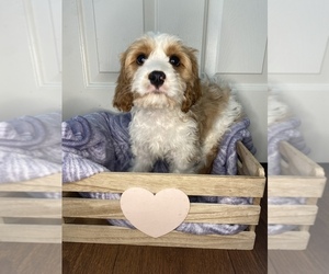 Cavapoo Puppy for sale in SPRINGFIELD, OR, USA