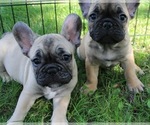 Small Photo #6 French Bulldog Puppy For Sale in SOLWAY, MN, USA
