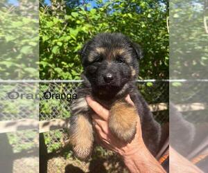 German Shepherd Dog Puppy for sale in WATERBURY, CT, USA