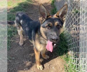 German Shepherd Dog Dogs for adoption in Modesto, CA, USA