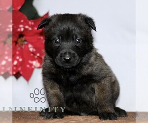 Belgian Malinois Puppy for sale in STRASBURG, PA, USA