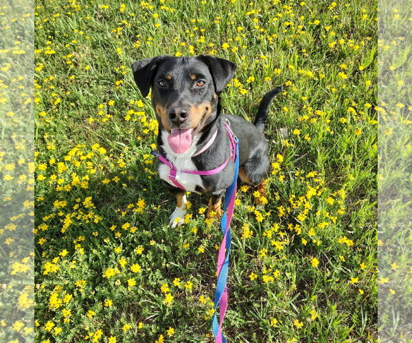 Medium Photo #1 Mutt Puppy For Sale in Fargo, ND, USA