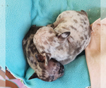 Small Photo #21 French Bulldog Puppy For Sale in ADRIAN, MI, USA