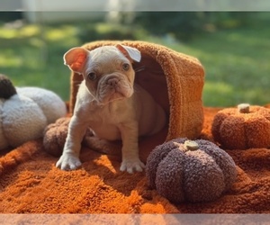 French Bulldog Puppy for sale in POWHATAN, VA, USA