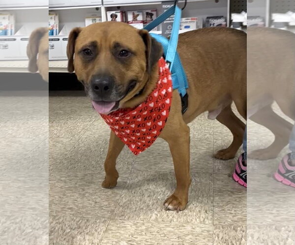 Medium Photo #2 American Pit Bull Terrier-Unknown Mix Puppy For Sale in Germantown, OH, USA