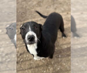 Labrador Retriever-Unknown Mix Dogs for adoption in Corning, AR, USA