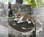 Small #2 Pomsky