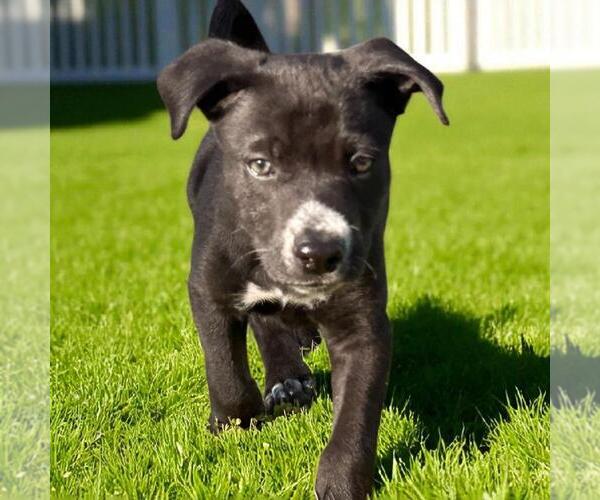 Medium Photo #4 Labrador Retriever-Unknown Mix Puppy For Sale in San Diego, CA, USA