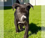 Small #3 Labrador Retriever Mix