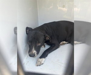 Mutt Dogs for adoption in Houston, TX, USA