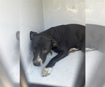 A661991 - Female Mutt Dog for Adoption - Small photo