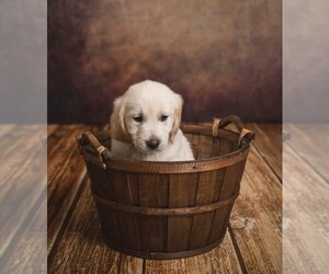 English Cream Golden Retriever Puppy for Sale in CANDLER, North Carolina USA