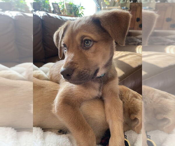 Medium Photo #1 Mutt Puppy For Sale in Laramie, WY, USA