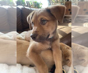 Mutt Dogs for adoption in Laramie, WY, USA