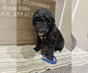 Goldendoodle-Poodle (Standard) Mix Puppy for sale in MOORESVILLE, IN, USA