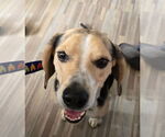 Small #1 Beagle