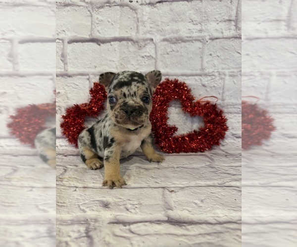 Medium Photo #5 French Bulldog Puppy For Sale in ELKHORN, WI, USA