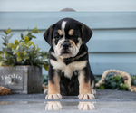 Small #2 Beabull