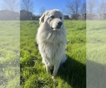 Small Photo #2 Great Pyrenees Puppy For Sale in JUSTIN, TX, USA