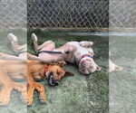 Small #27 American Staffordshire Terrier Mix