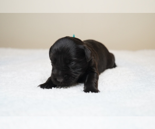 Medium Photo #2 Schnauzer (Miniature) Puppy For Sale in MIAMI, FL, USA