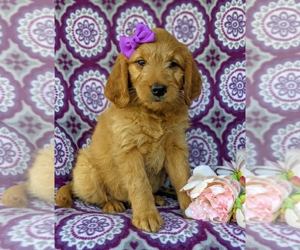 Medium Photo #2 Goldendoodle Puppy For Sale in QUARRYVILLE, PA, USA