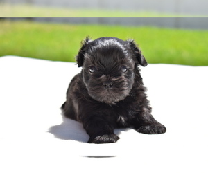 Shih Aussie Puppy for sale in PALM COAST, FL, USA