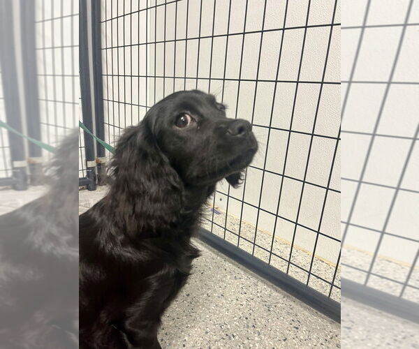 Medium Photo #3 Mutt Puppy For Sale in Candler, NC, USA