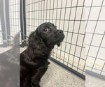 Small #2 Mutt